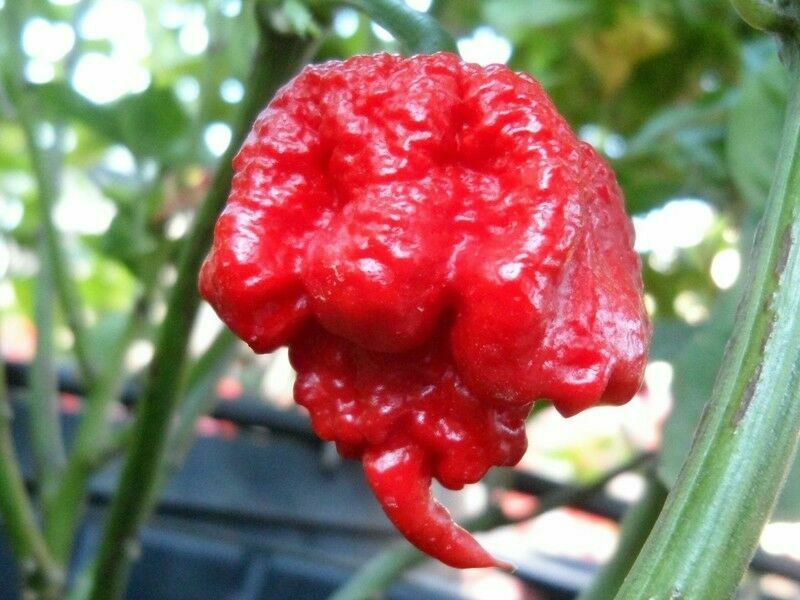 100 Carolina Reaper Chili Pepper Seeds World Record Hot Peppers Vegetables Seed