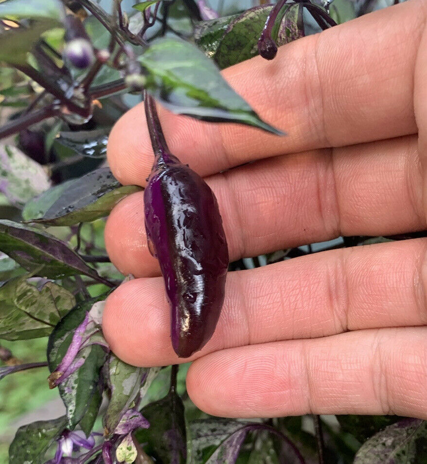 15 PURPLE TIGER CHILI PEPPER HOT SEEDS 9000 Scoville Scale