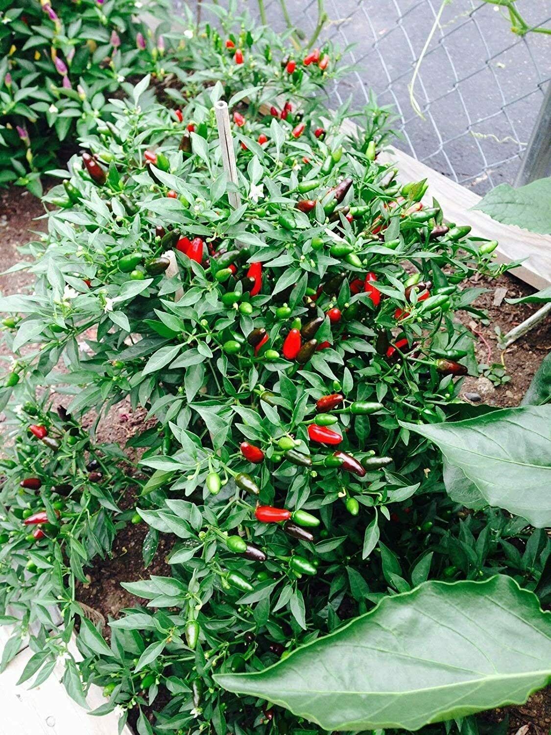 25+ Organic Thai Tiny Hot Pepper Seeds