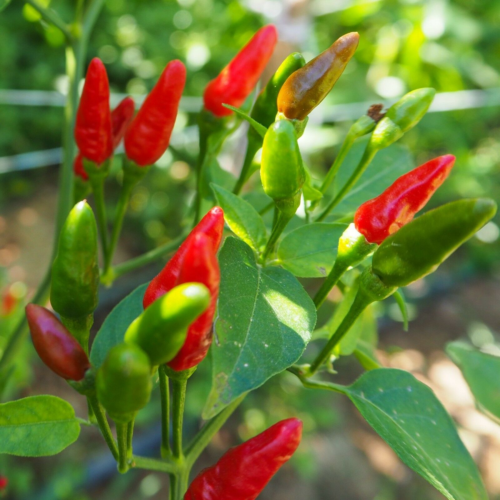 40+ Birdseye Chili Pepper Seeds HOT | Non-GMO | Heirloom | Fresh Garden Seeds