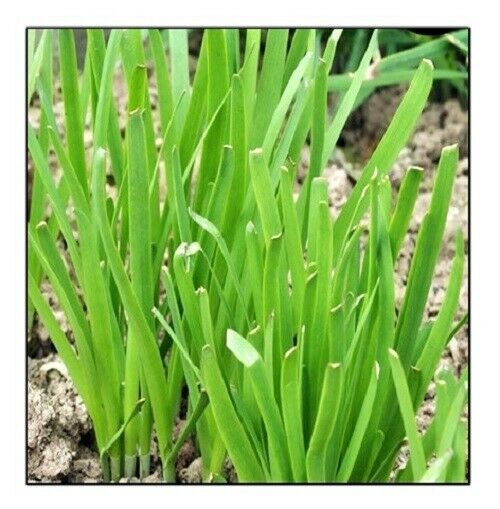 Garlic Chives Seeds | NON-GMO | Heirloom | Fresh Garden Seeds